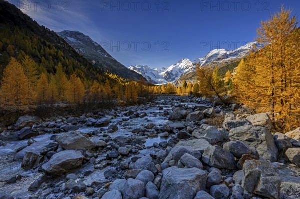 River, larch forest, autumn color, autumn, mountains, glaciers, morning light, Morteratsch Valley,