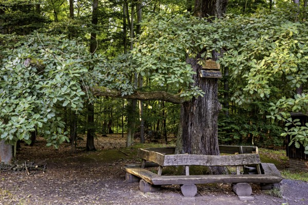 Large tree with wooden bench, nestled in the shady forest, offers a quiet place to relax, The