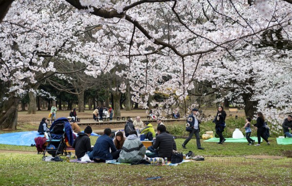 People picnicking under cherry blossoms in Yoyogi Park, Hanami Festival, Shibuya District, Tokyo,