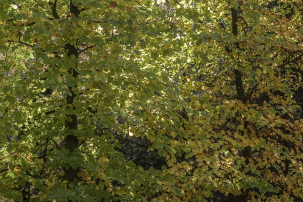 Beech trees (Fagus sylvatica) in autumn leaves, Emsland, Lower Saxony, Germany