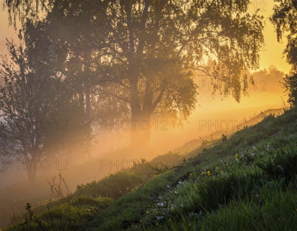 A misty field at sunrise with soft light illuminating trees and greenery, creating a serene