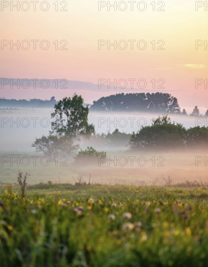 A misty field at sunrise with soft light illuminating trees and greenery, creating a serene