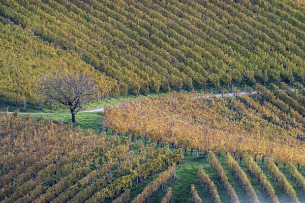 Typical landscape in autumn with vineyards, South Styrian hills, South Styrian wine route, Styria,