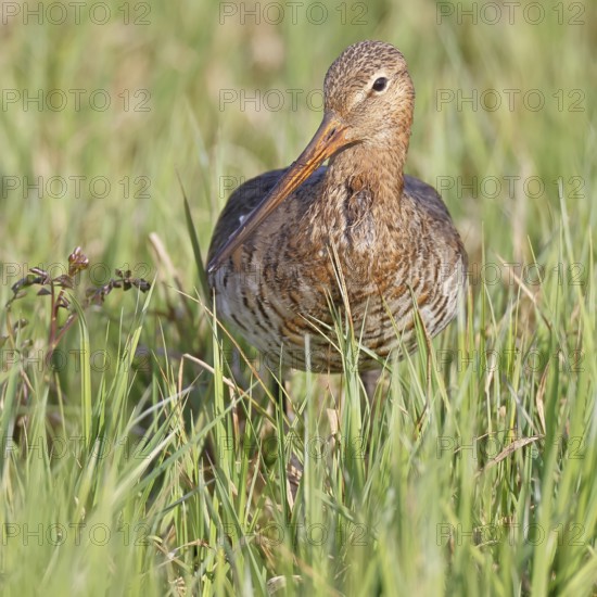 Blacktail (Limosa limosa) runs on the shore of a lake in a moor, snipe birds, wildlife, nature