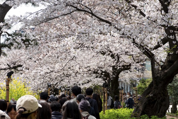 People walking under blooming cherry trees, Japanese cherry blossoms in spring, Hanami Festival,