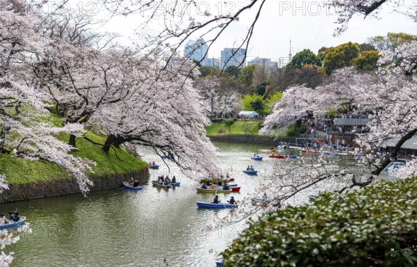 Chidorigafuchi Canal with rowing boats, blooming cherry trees on the shore, castle moat, Japanese