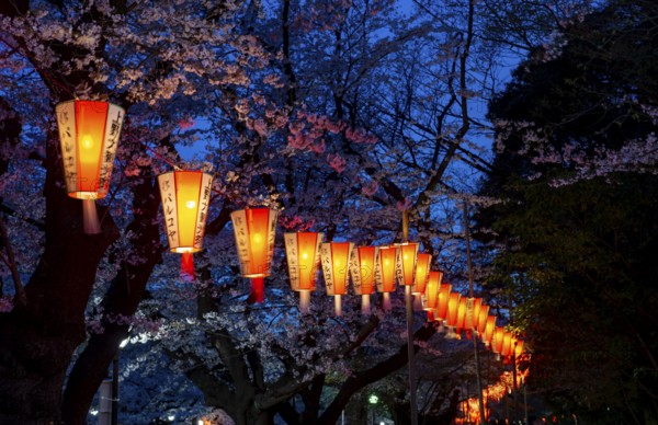 Blooming cherry trees and illuminated lanterns with Japanese lettering in the evening, blue hour,