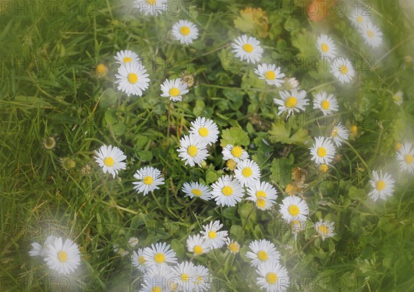 Daisy (Bellis perennis) seen from above in a meadow with alienation, North Rhine-Westphalia,