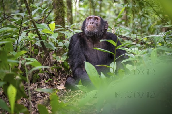 Chimpanzee (Pan Troglodytes), male looking thoughtfully, on the ground, mood, green jungle in