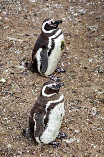 Two penguins stand side by side on a rocky ground, The Magellanic Penguin (Spheniscus magellanicus)