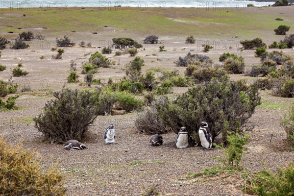 Several penguins are scattered in an open, vegetated landscape by the sea, The Magellanic Penguin