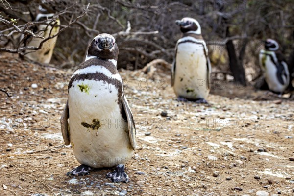 Close-up of penguins on desert-like ground, The Magellanic Penguin (Spheniscus magellanicus) from