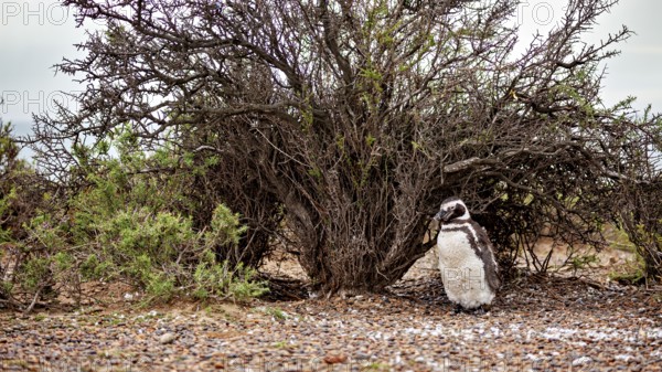 A penguin stands under a large shrub on gravelly ground, The Magellanic Penguin (Spheniscus