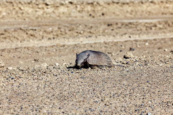 An armadillo lies alone in a sandy desert landscape, the brown-bristled armadillo (Chaetophractus