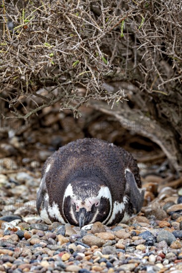 A penguin lies camouflaged under bushy undergrowth on pebbles, The Magellanic Penguin (Spheniscus