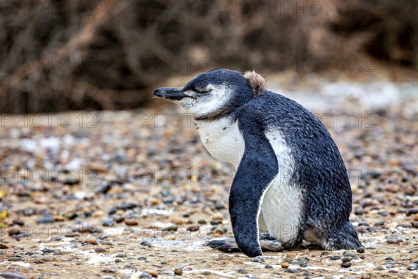 A close-up single penguin sits quietly on gravelly ground, The Magellanic Penguin (Spheniscus