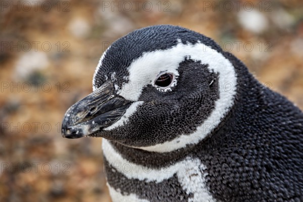 Close-up of a penguin portrait with clear details of the head, The Magellanic Penguin (Spheniscus