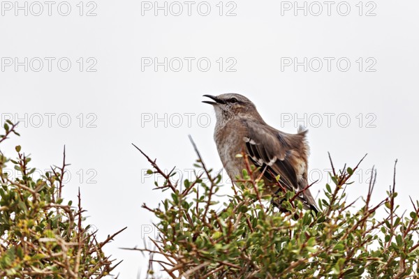 A bird with an open beak sits on a bush, the grey sky forms the background, a Patagonian