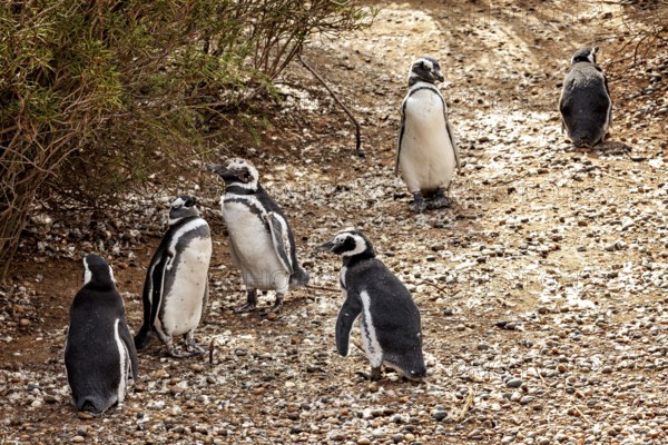 A group of penguins stand together on a rocky path, The Magellanic Penguin (Spheniscus