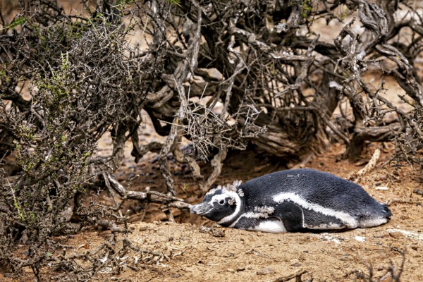 A penguin lies camouflaged under thick branches in the undergrowth, The Magellanic Penguin
