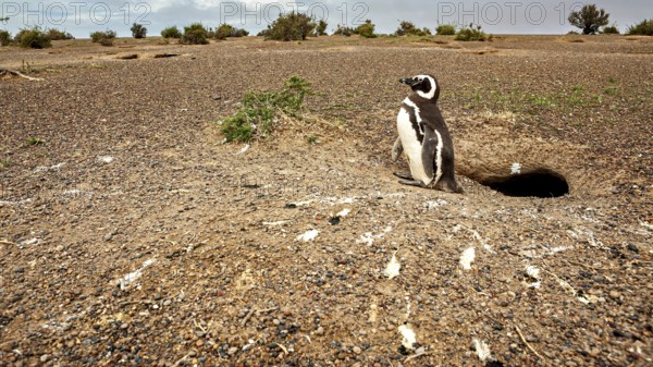 A penguin stands in front of a hole on a vast rocky area, The Magellanic Penguin (Spheniscus