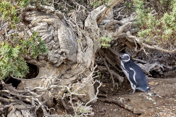 A penguin stands next to a large weathered tree trunk in nature, The Magellanic Penguin (Spheniscus