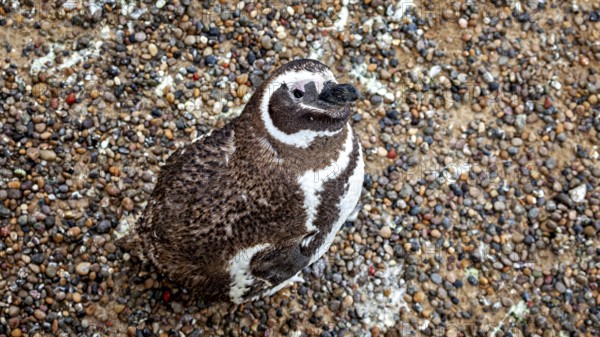A penguin sitting on a pebble surface, photographed from above, The Magellanic penguin (Spheniscus