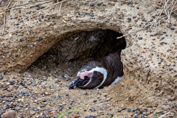 A penguin lies hidden in the ground in a small cave, The Magellanic Penguin (Spheniscus