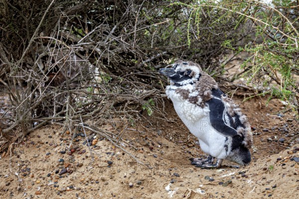 A penguin with its chick under bushes on the beach, The Magellanic Penguin (Spheniscus