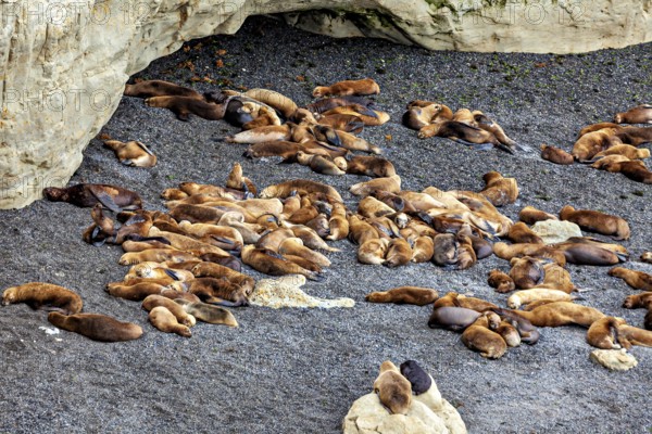 Large group of sea lions relaxing near a rocky cave, the maned seals (Otaria flavescens) on