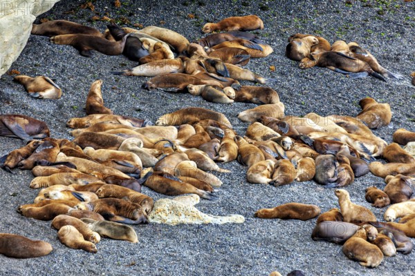 Different sea lions lie close together on a sandy ground, the maned seals (Otaria flavescens) on