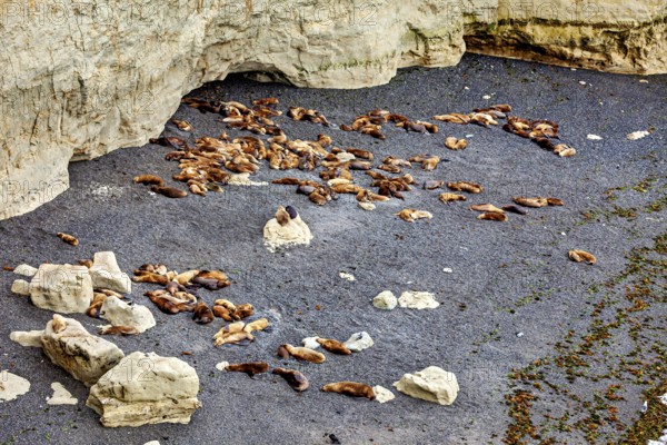 A large colony of sea lions is resting on a rocky beach, the maned seals (Otaria flavescens) on