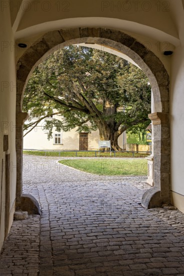 View through an archway of a large tree and a paved courtyard, gateway to the district office in