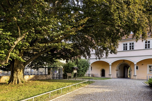 A large tree in front of a historic building in a sunny courtyard, gateway to the district office