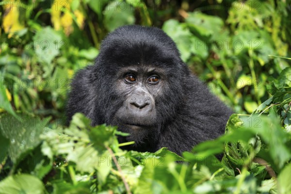 Mountain gorilla (Gorilla berengei berengei), Bwindi Impenetrable National Park, Uganda