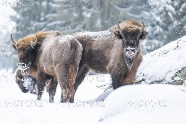 European bison (Bison bonasus) or Wisent standing on a meadow next to the forest in winter, snow,