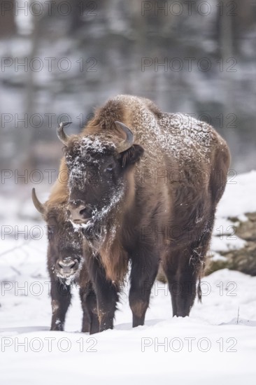 European bison (Bison bonasus) or Wisent standing on a meadow next to the forest in winter, snow,