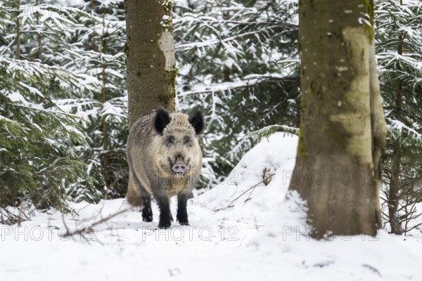 Wild boar (Sus scrofa) standing in a forest in winter, snow, Bavaria, Germany