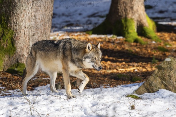 European gray wolf (Canis lupus lupus) walking in a forest in winter, snow, Bavaria, Germany