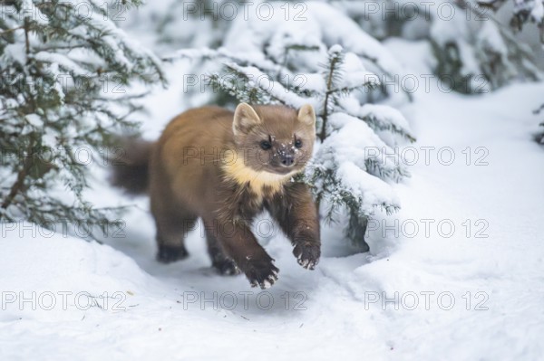 European pine marten (Martes martes) running in the snow in winter, National Park Bavarian Forest,