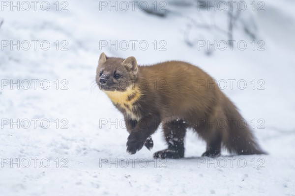 European pine marten (Martes martes) running in the snow in winter, National Park Bavarian Forest,