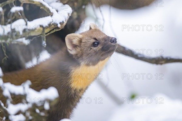 European pine marten (Martes martes) standing in the snow in winter, National Park Bavarian Forest,