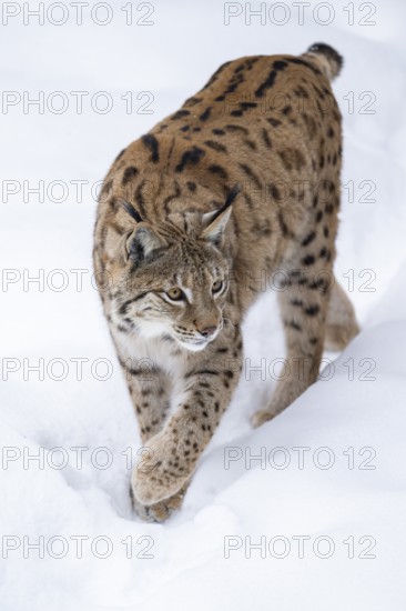Eurasian lynx (Lynx lynx) walking in a forest in winter, snow, Bavaria, Germany