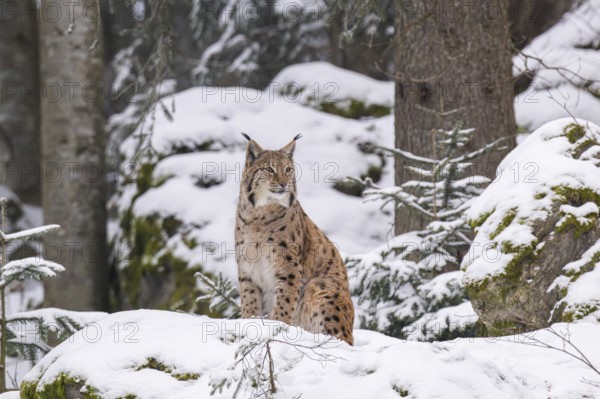 Eurasian lynx (Lynx lynx) sitting in a forest in winter, snow, Bavaria, Germany