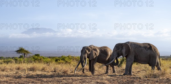 Two African elephants (Loxodonta africana) in a picturesque landscape with the summit of Mount