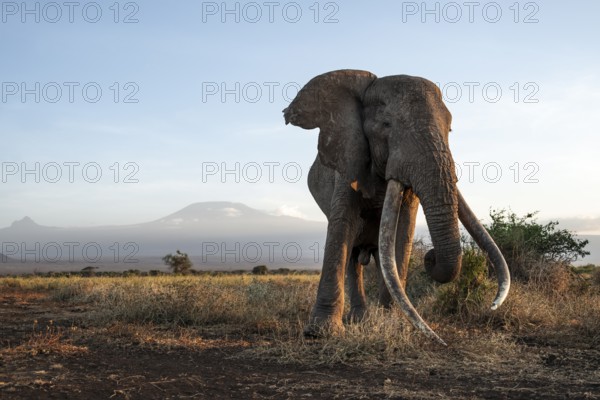 African elephant (Loxodonta africana), the famous Super Tusker elephant Craig, old male with long
