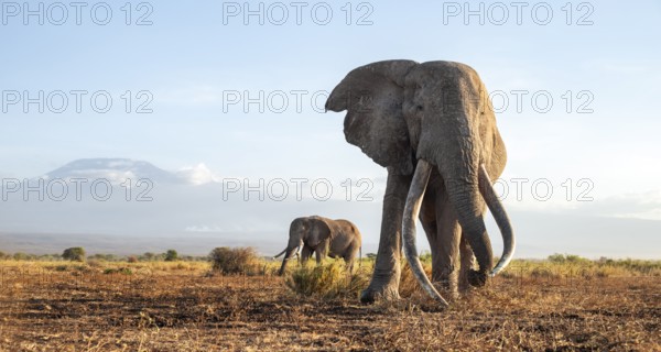Two African elephants (Loxodonta africana) in a picturesque landscape with the summit of Mount