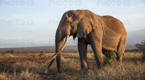 African elephant (Loxodonta africana) in picturesque landscape with the summit of Mount