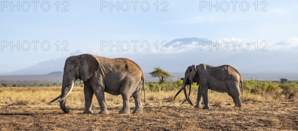 Two African elephants (Loxodonta africana) in a picturesque savanna landscape with the summit of