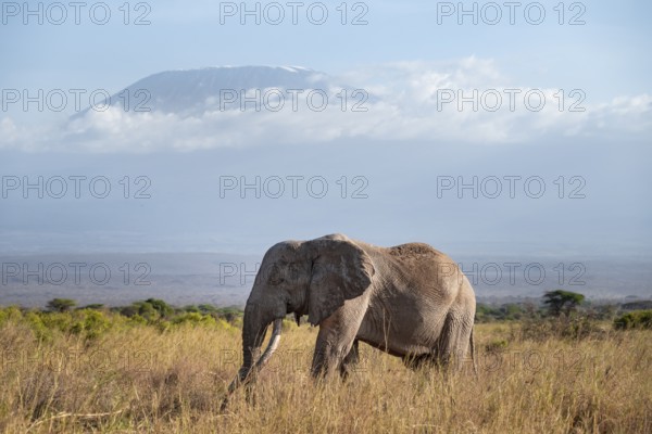 African elephant (Loxodonta africana) in picturesque savanna landscape with the summit of Mount